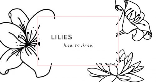how to draw lilies